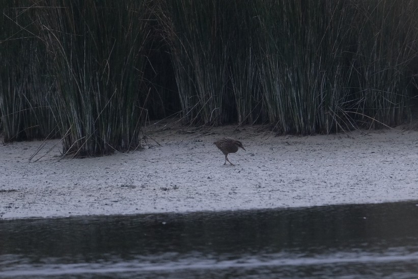 Buff-banded Rail - ML611443734