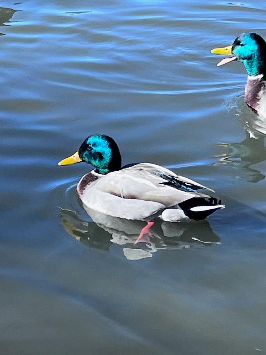 Canard colvert - ML611443756