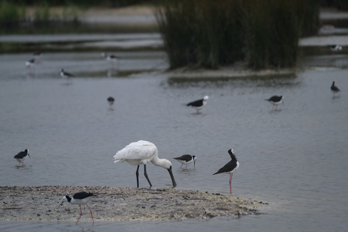 Pied Stilt - ML611443820