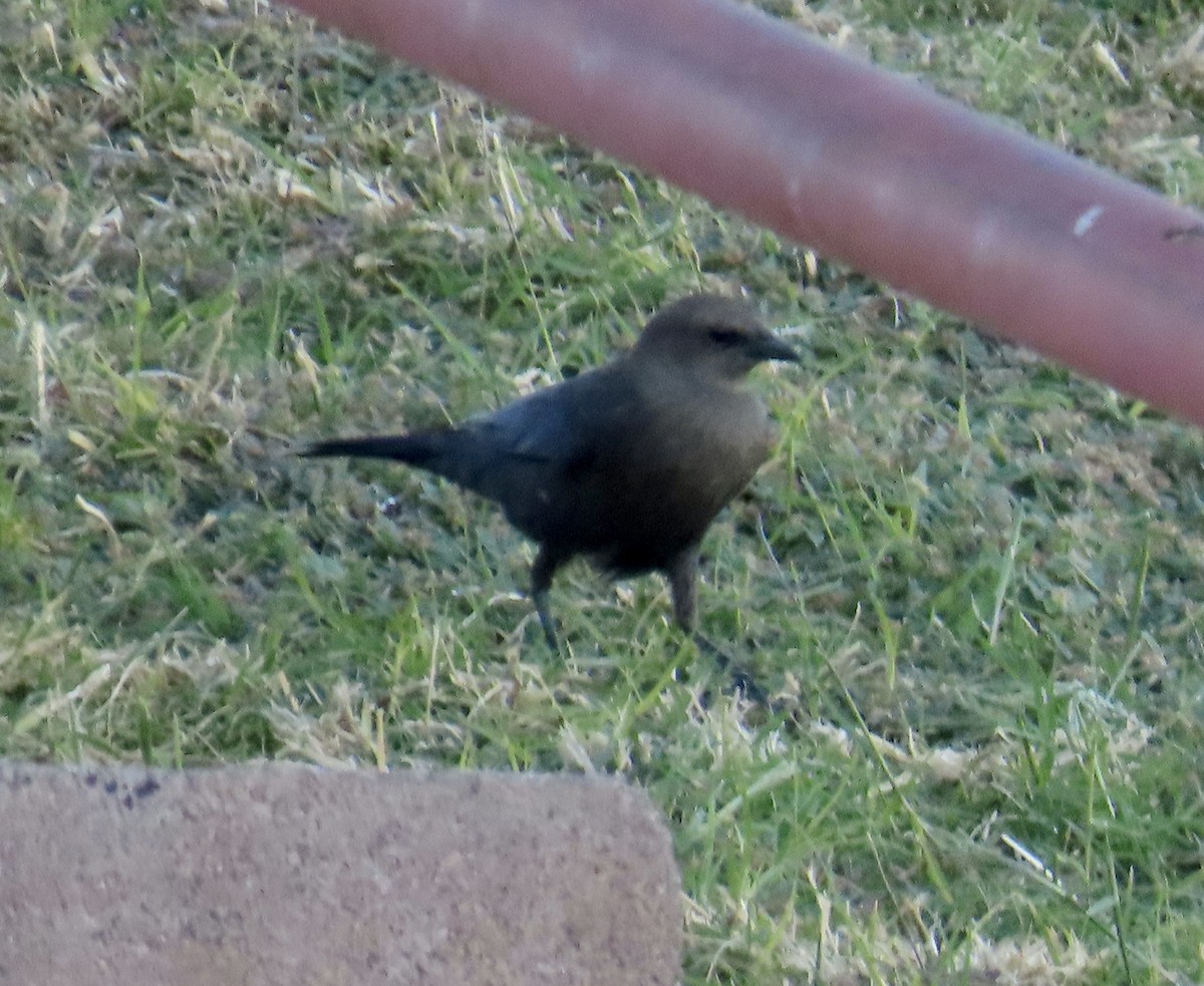 Brewer's Blackbird - ML611443823