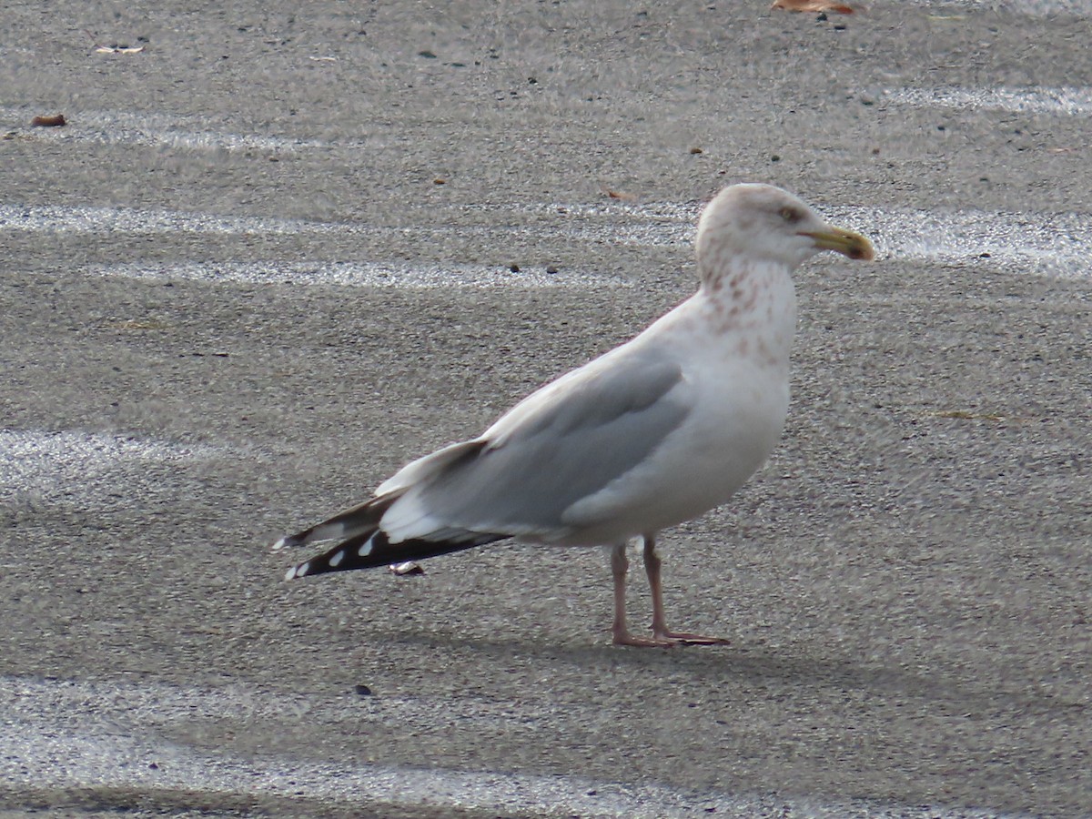 Herring Gull - ML611443864