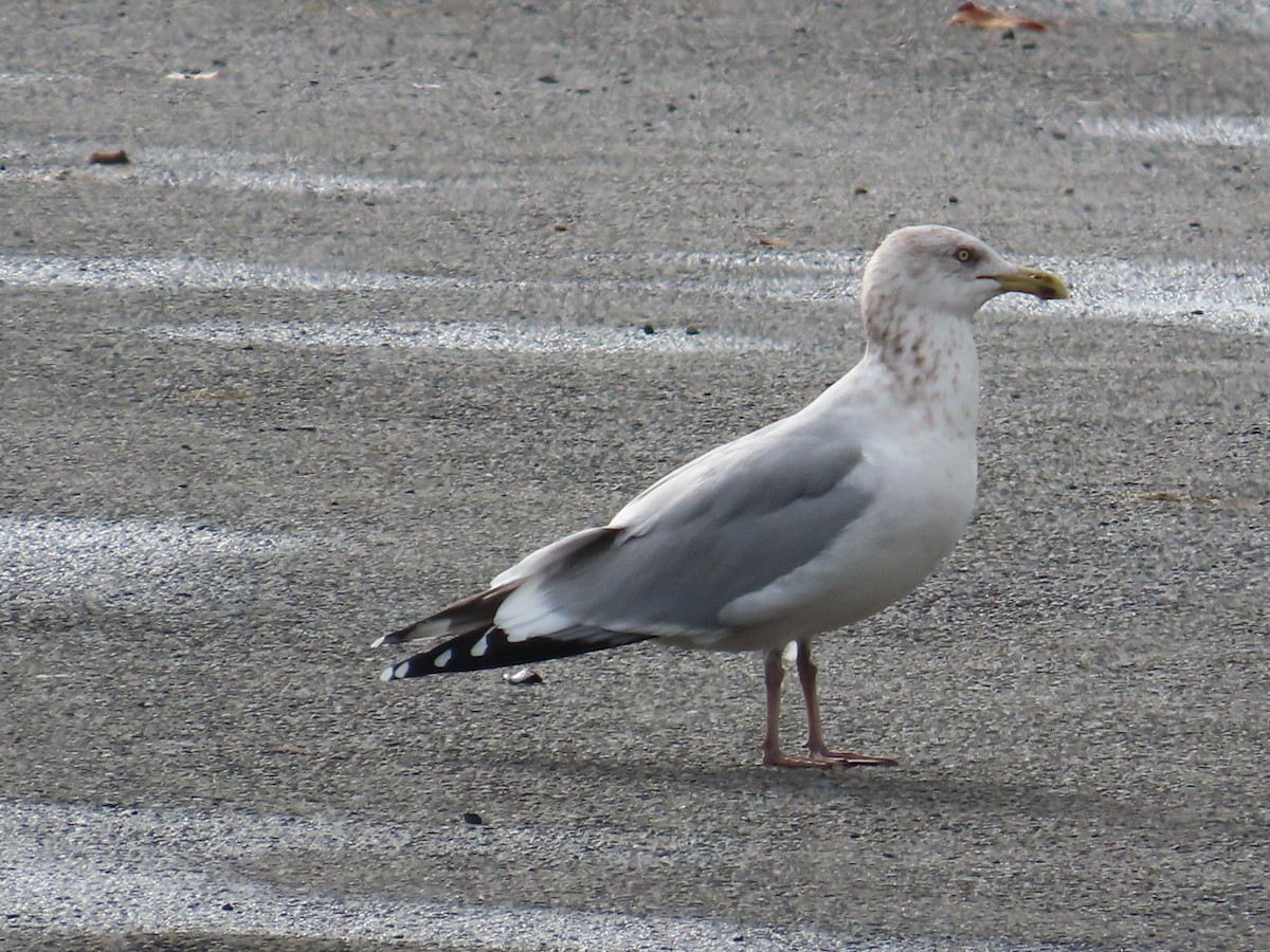 Gaviota Argéntea - ML611443865