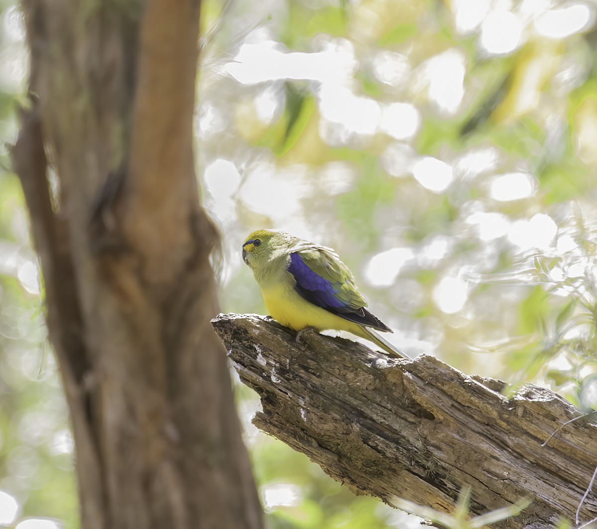 Blue-winged Parrot - Marlene Lyell