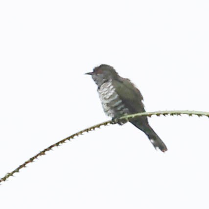 Little Bronze-Cuckoo - David Bates