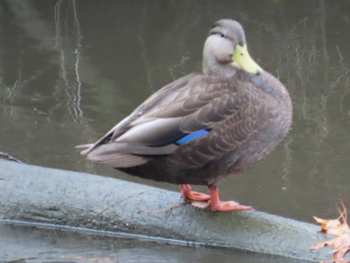 American Black Duck - ML611443884