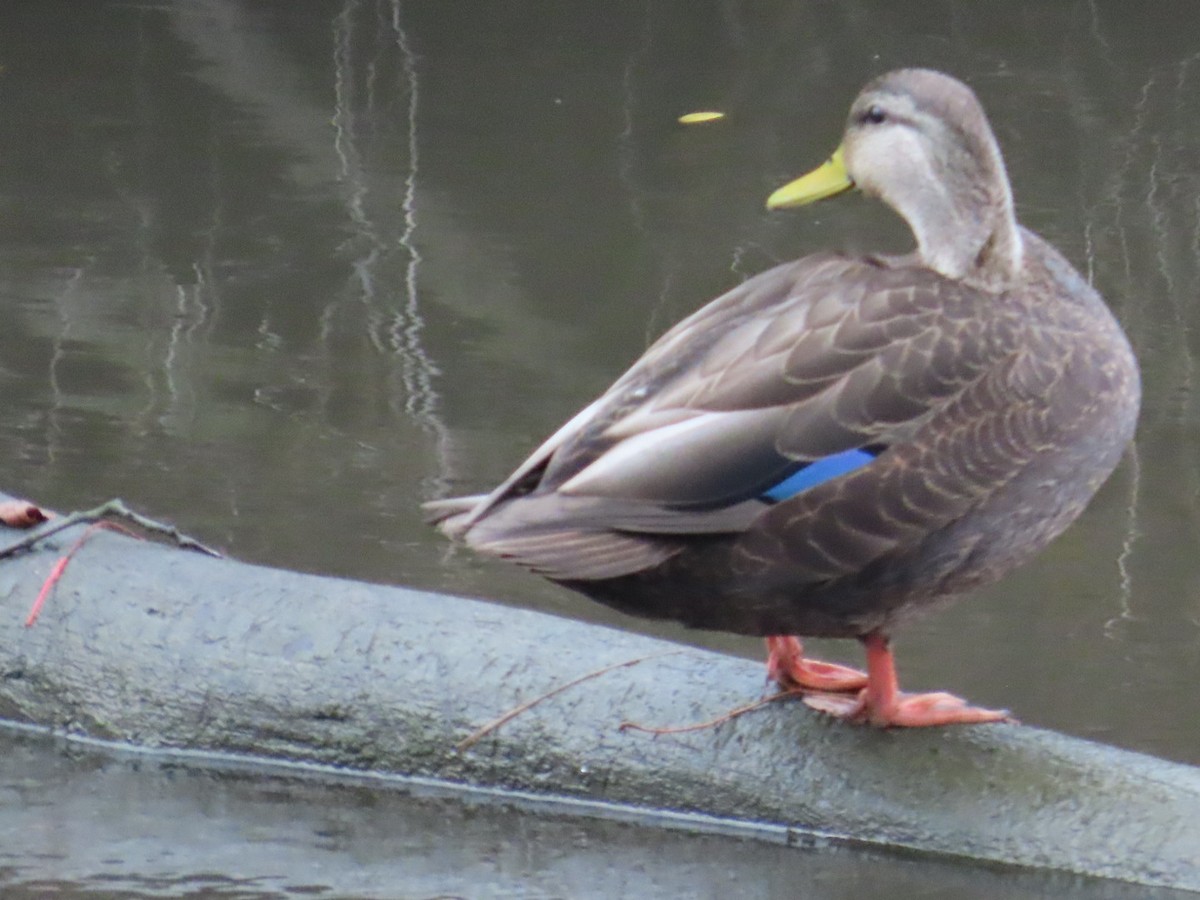 American Black Duck - ML611443885