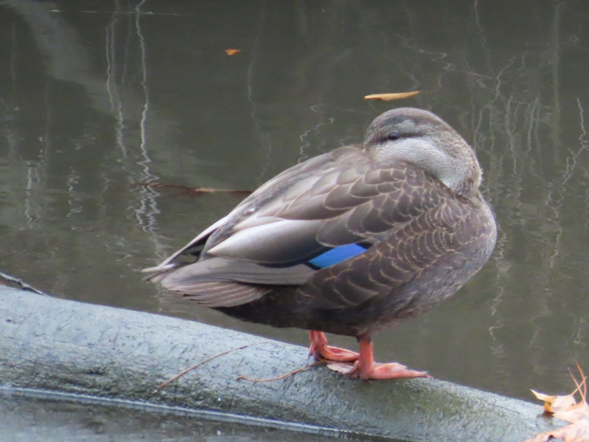 American Black Duck - ML611443886