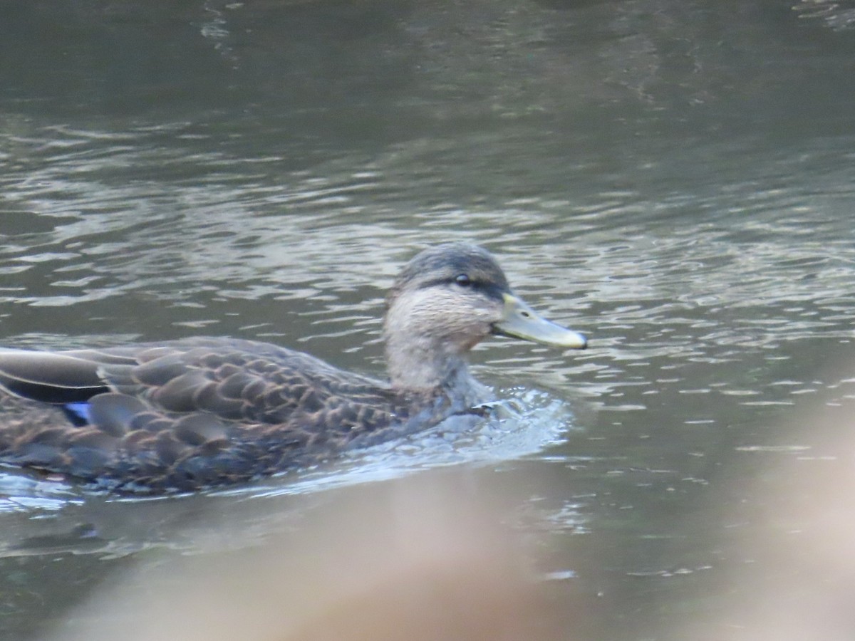 American Black Duck - ML611443887