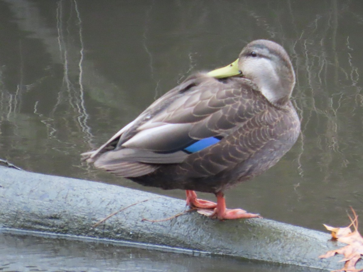 American Black Duck - ML611443888