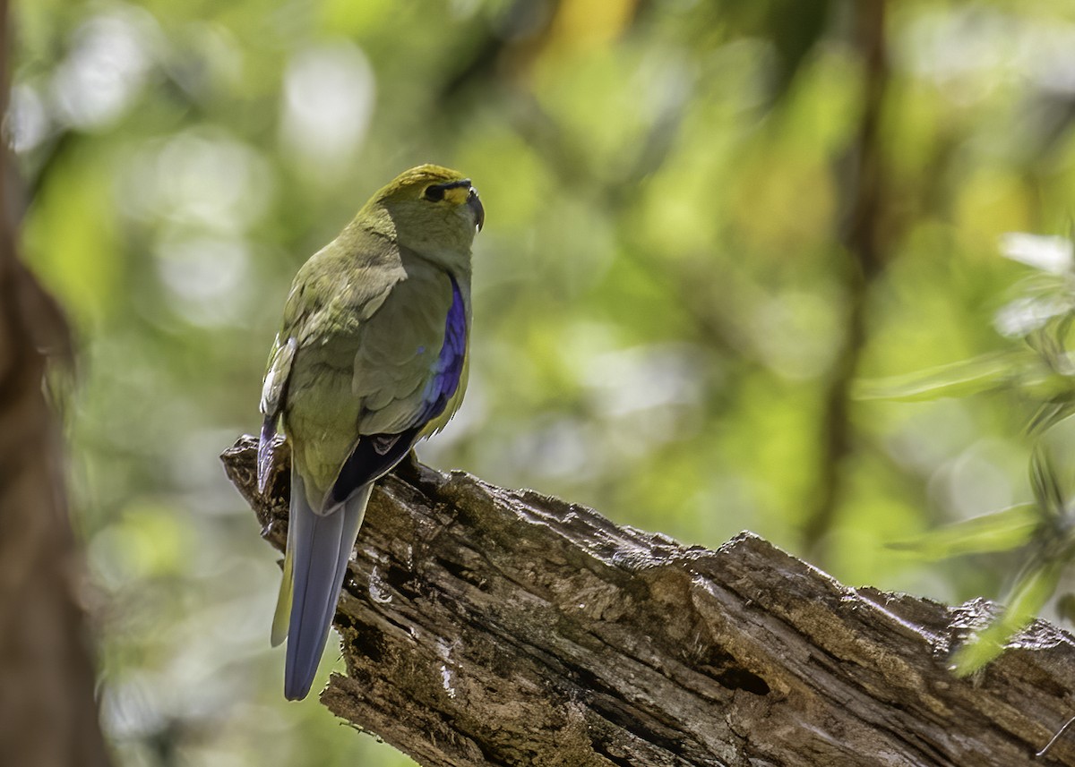 Blue-winged Parrot - Marlene Lyell