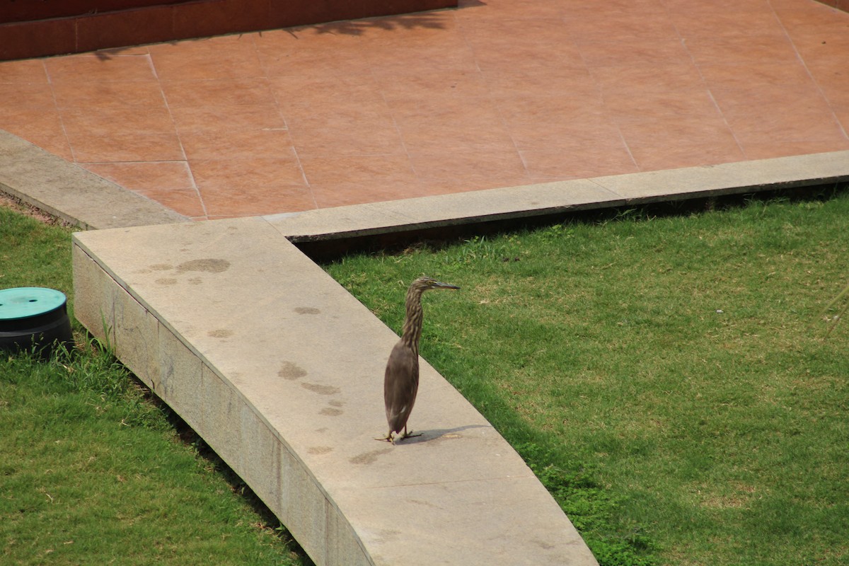 印度池鷺 - ML611443927