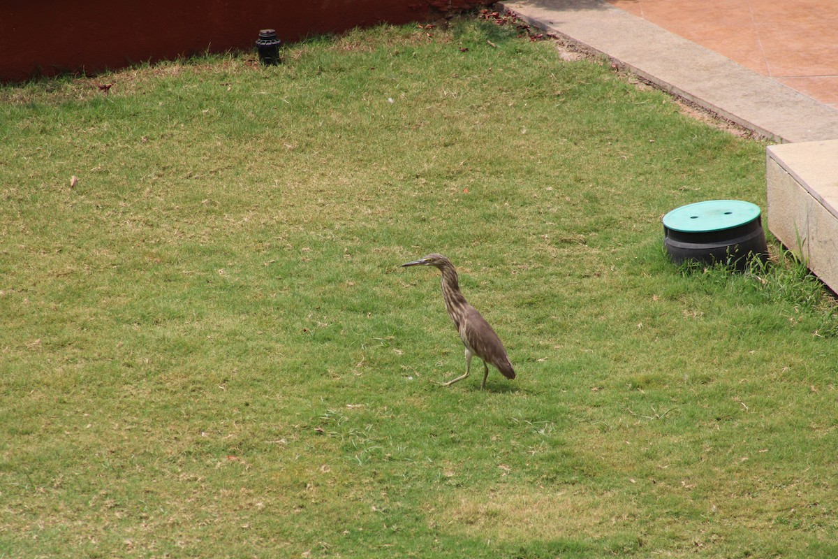 印度池鷺 - ML611443938