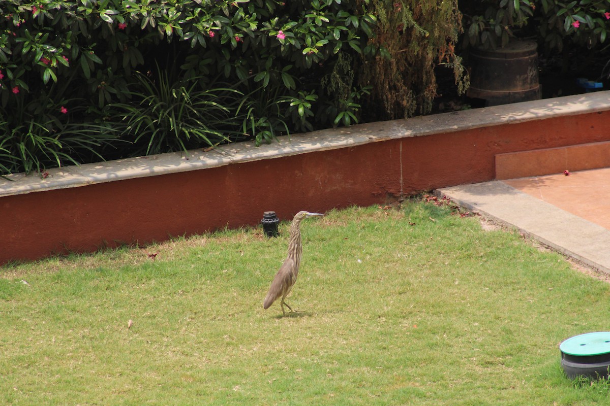 印度池鷺 - ML611443940