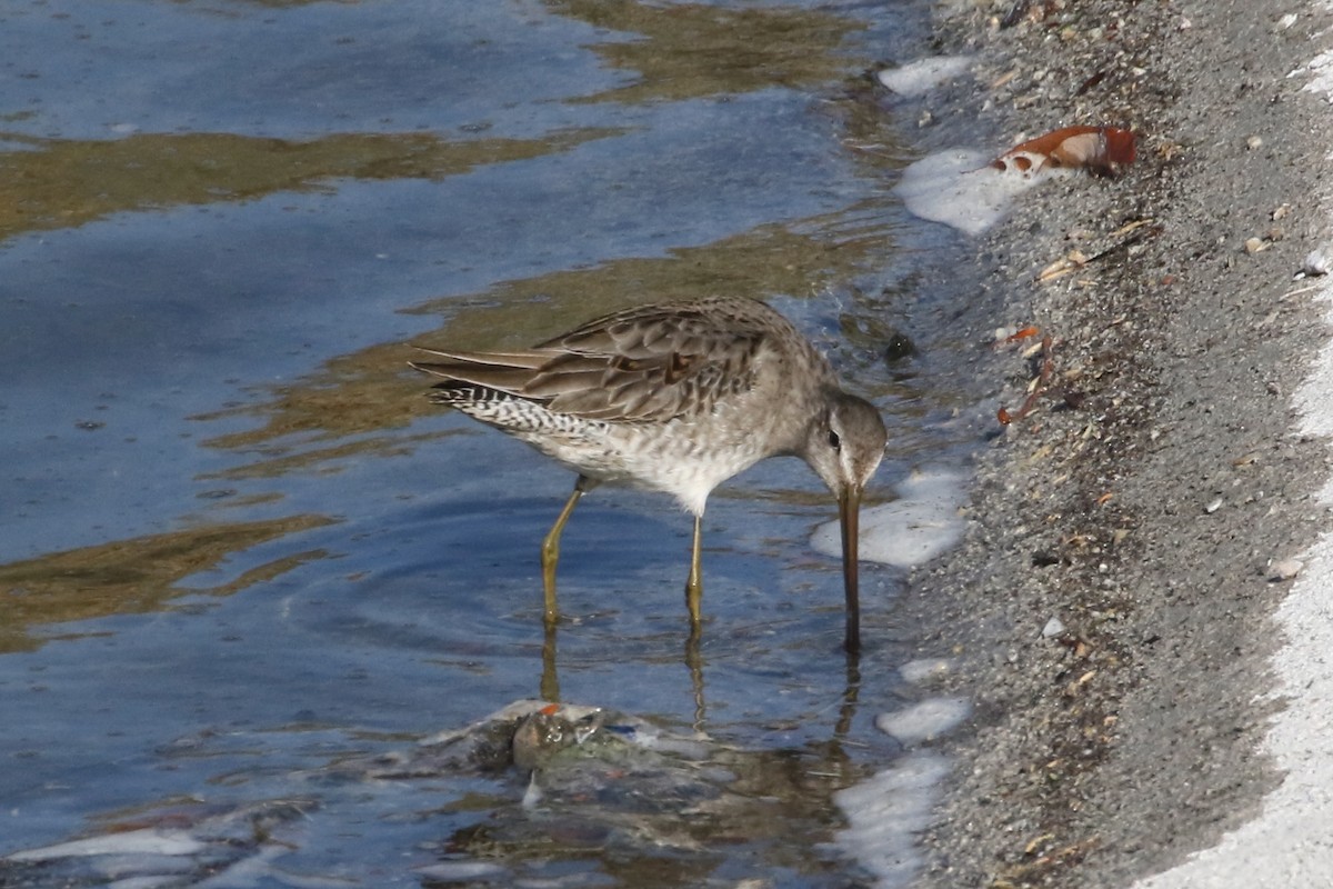 Long-billed Dowitcher - ML611443988