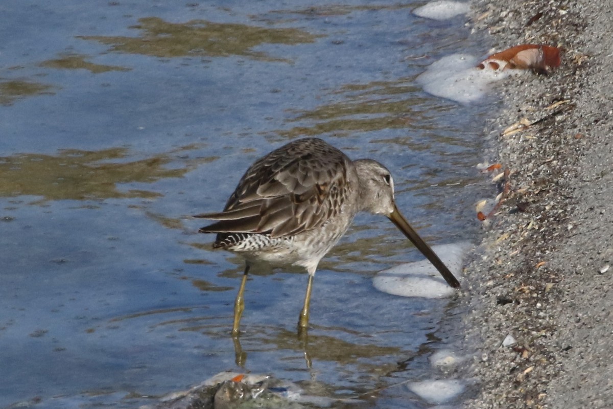 Long-billed Dowitcher - ML611443989
