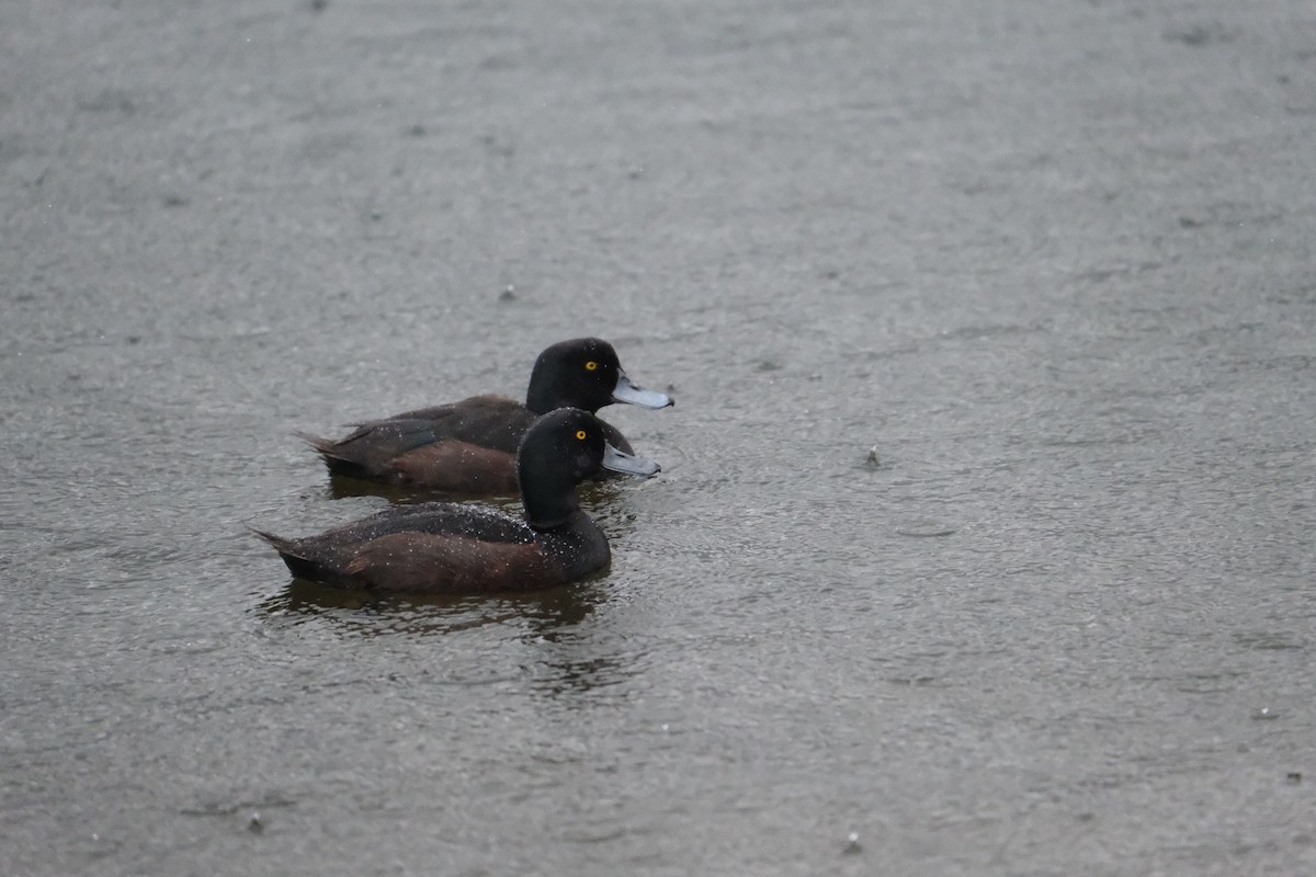 New Zealand Scaup - ML611444039