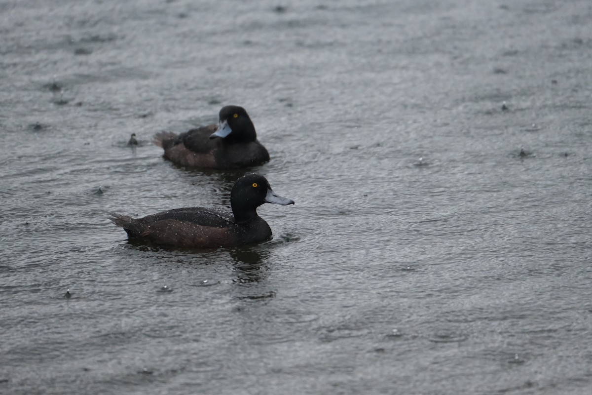 New Zealand Scaup - Daniel Cassel