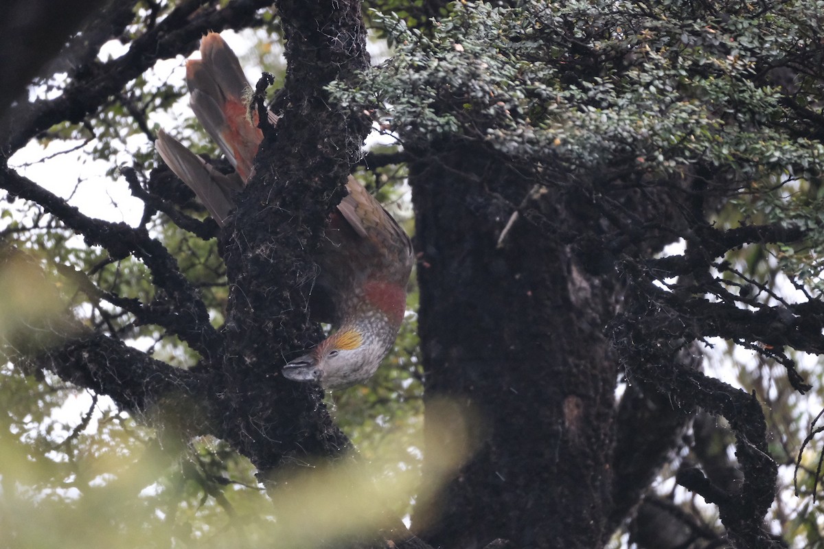 New Zealand Kaka - ML611444055