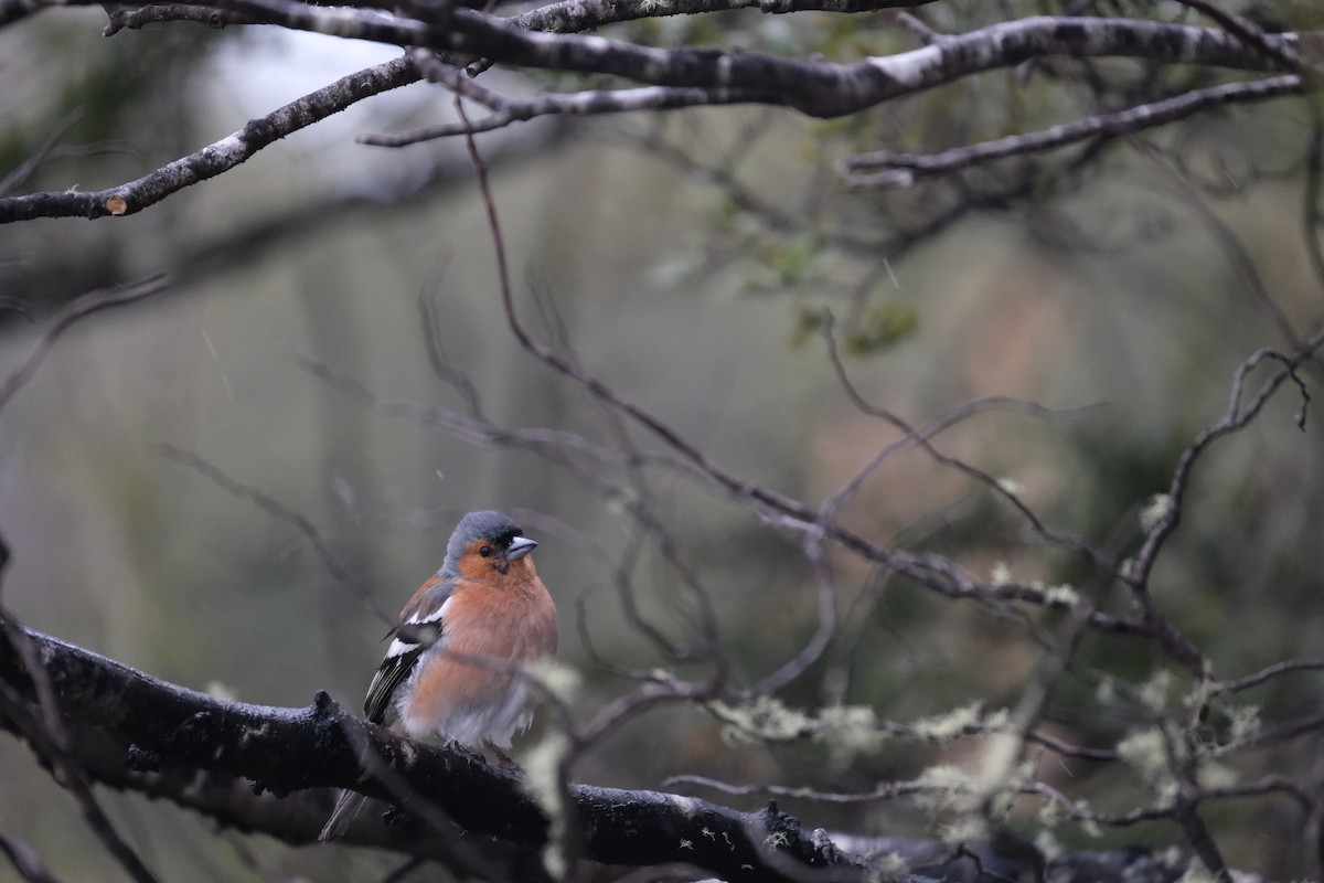 Common Chaffinch - ML611444066