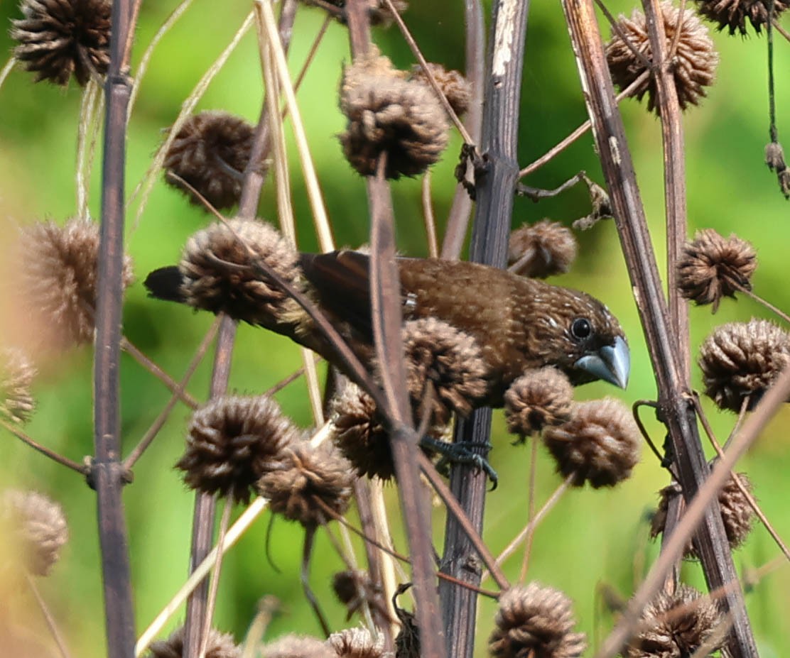 Streak-headed Munia - ML611444072
