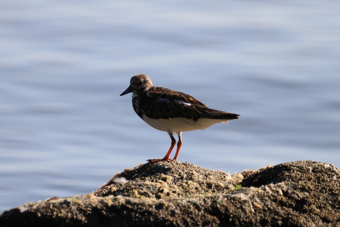 Ruddy Turnstone - ML611444084