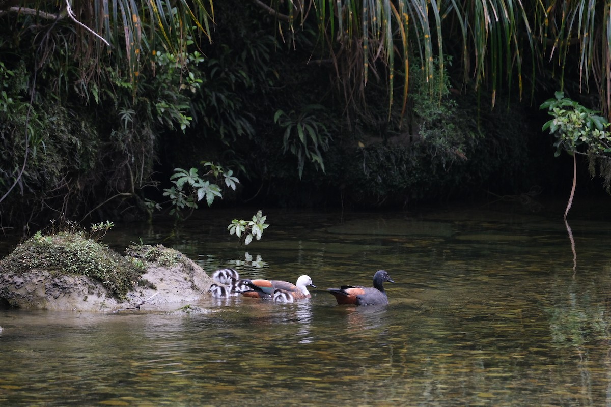 Paradise Shelduck - ML611444093