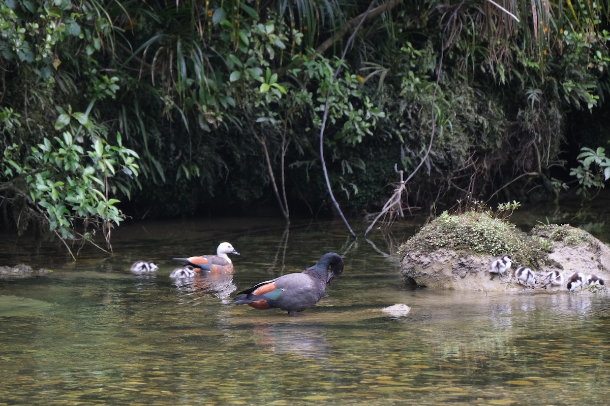 Paradise Shelduck - ML611444094