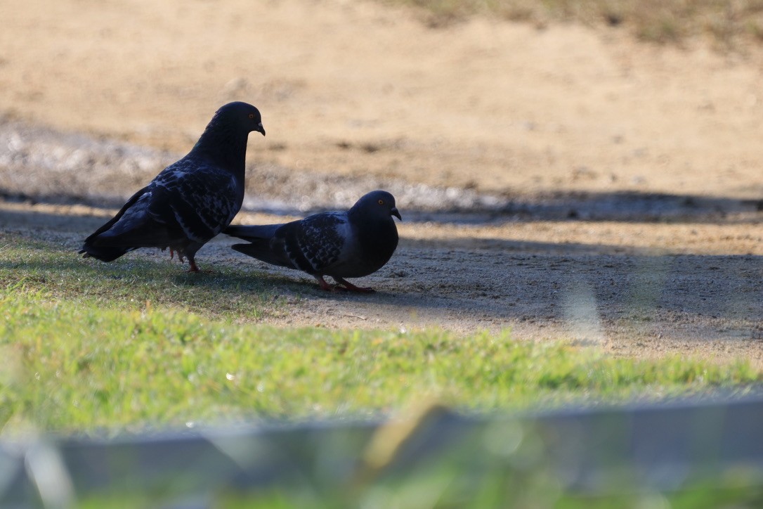 Rock Pigeon (Feral Pigeon) - ML611444097