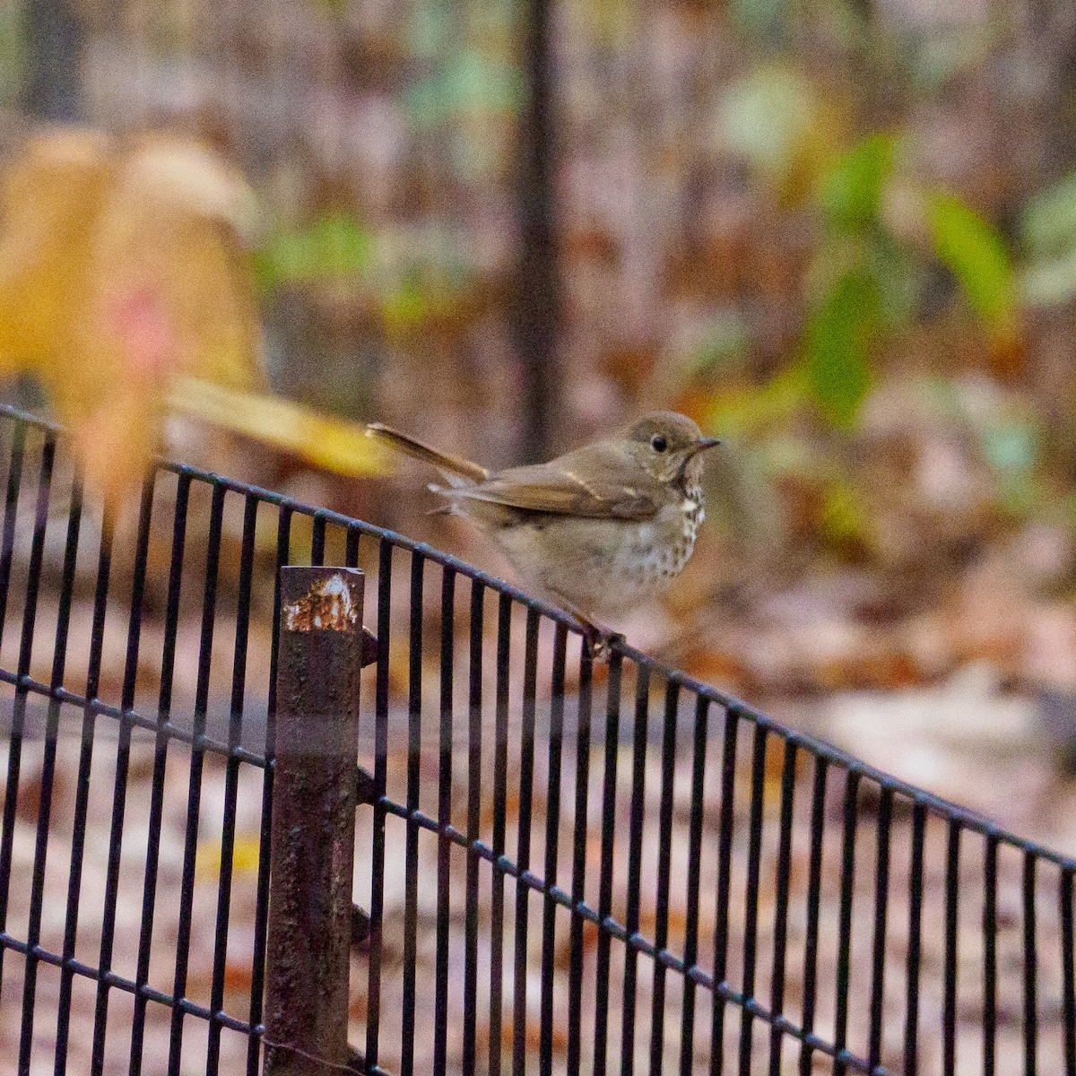 Hermit Thrush - ML611444107