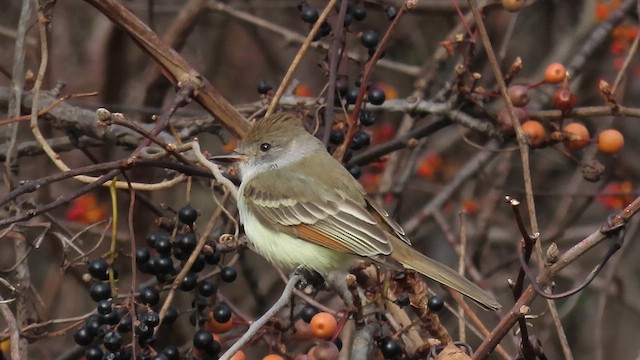 Ash-throated Flycatcher - ML611444108