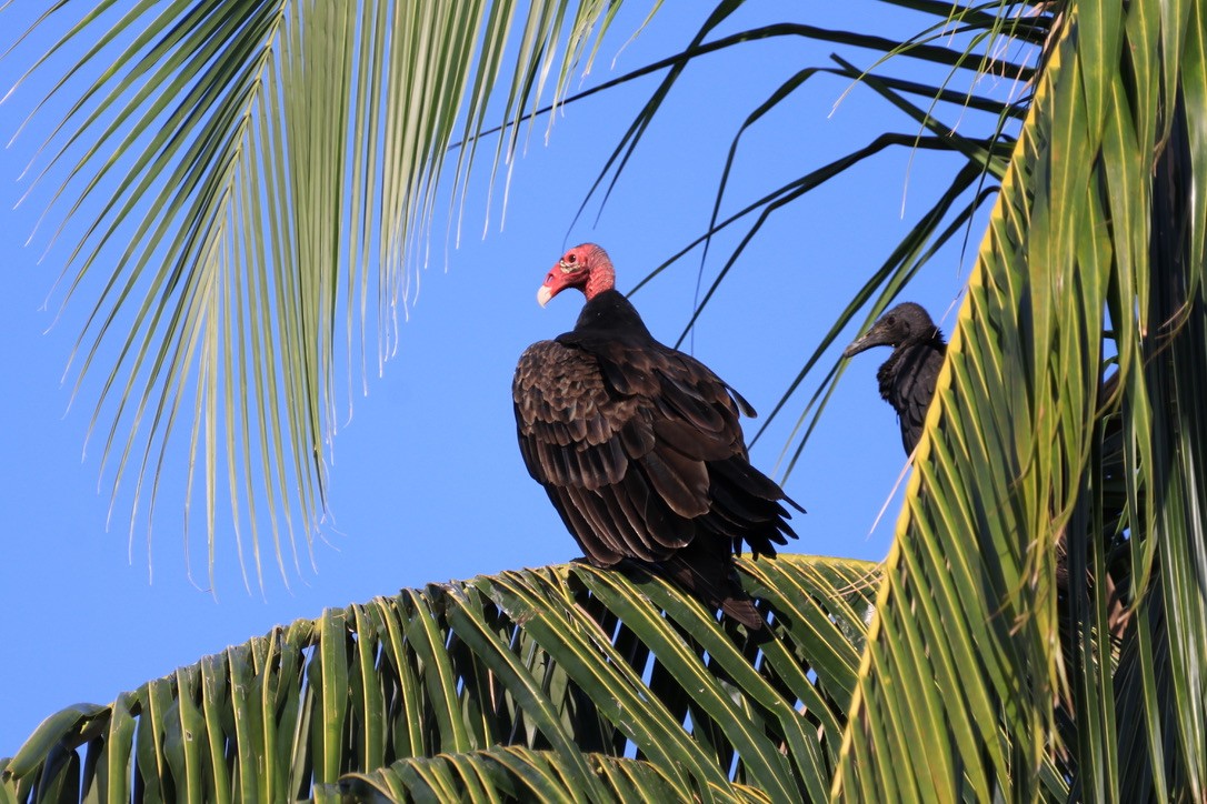 Turkey Vulture - ML611444110