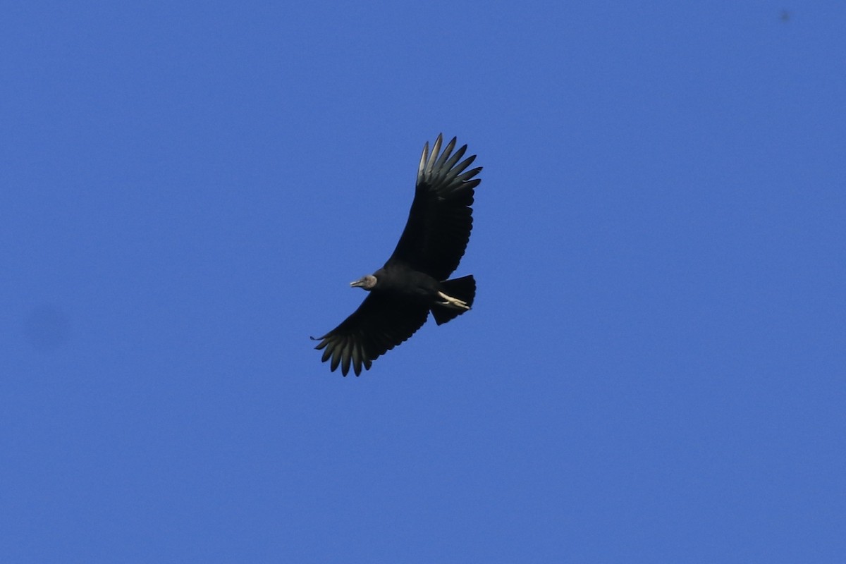 Black Vulture - ML611444150