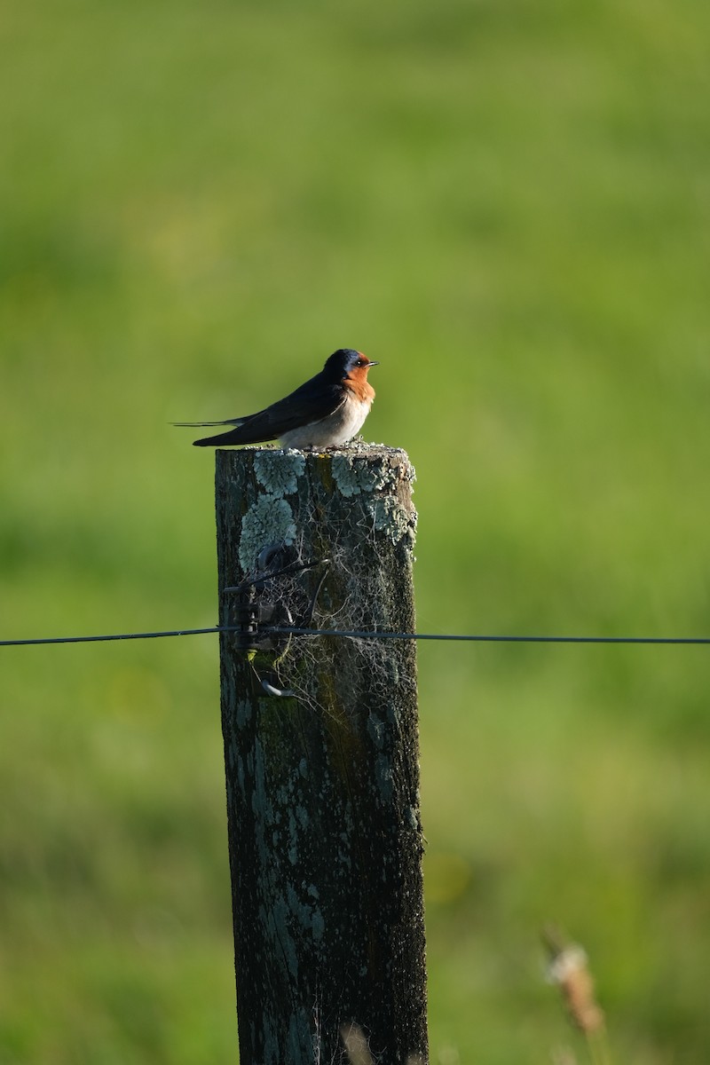 Golondrina Australiana - ML611444153