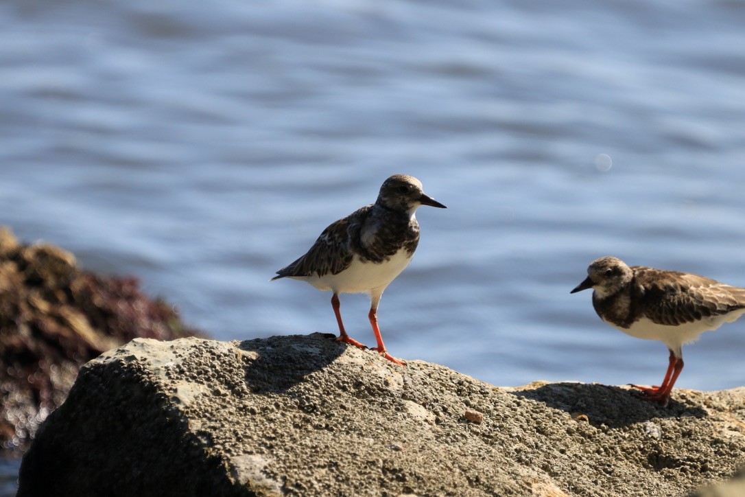 Ruddy Turnstone - ML611444158