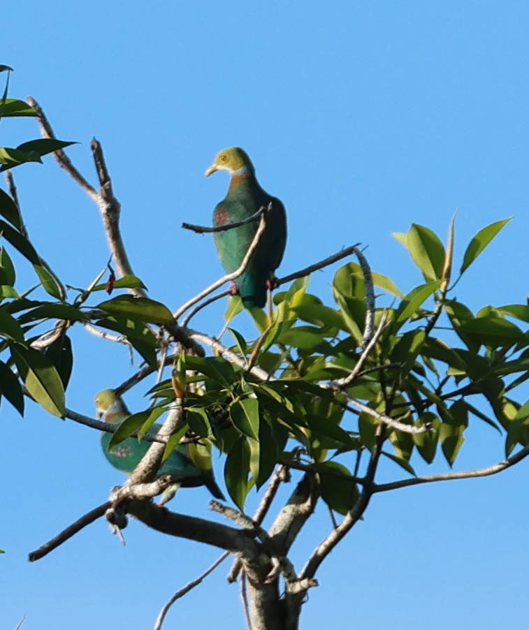 Pink-spotted Fruit-Dove - ML611444190