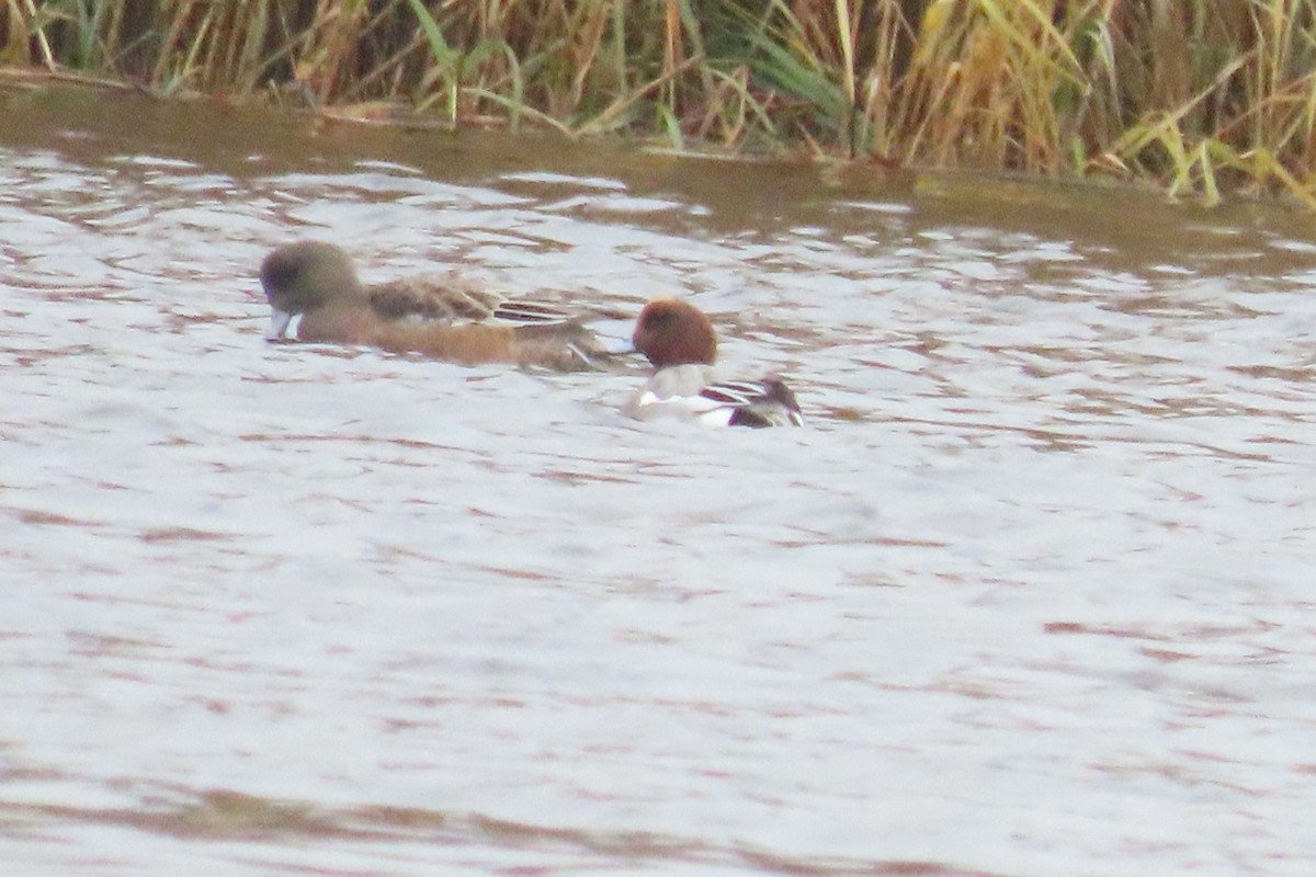 Eurasian Wigeon - ML611444233