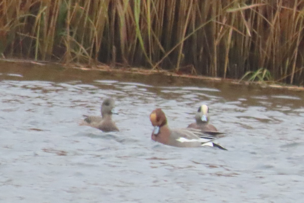 Eurasian Wigeon - ML611444234