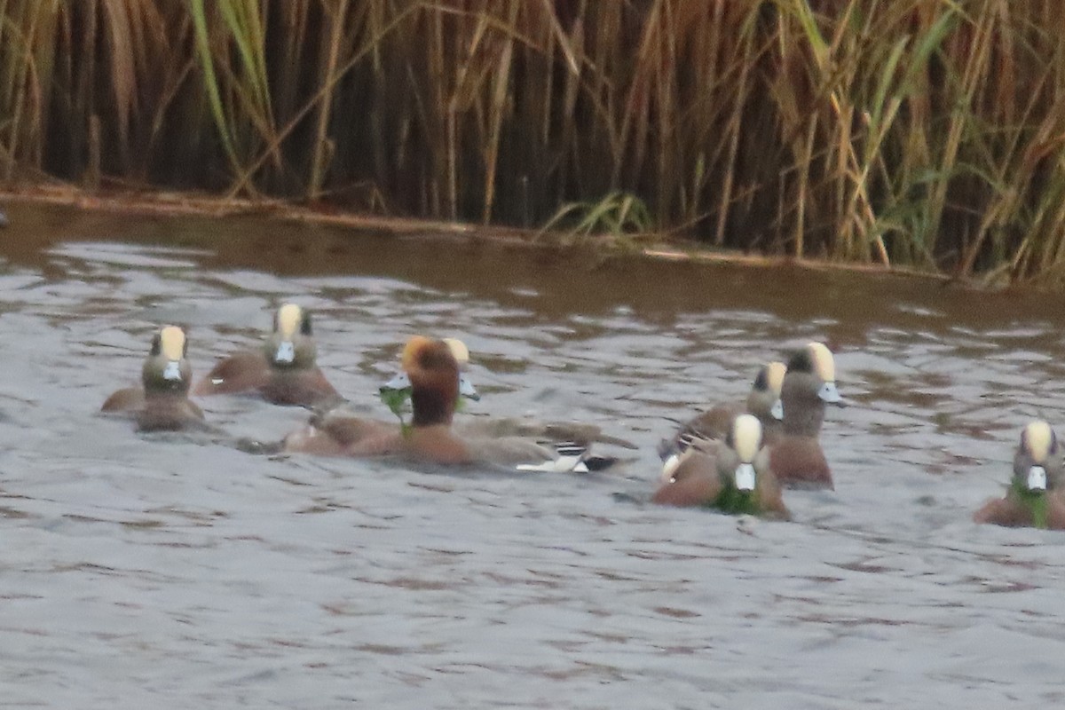 Eurasian Wigeon - Catherine Boisseau