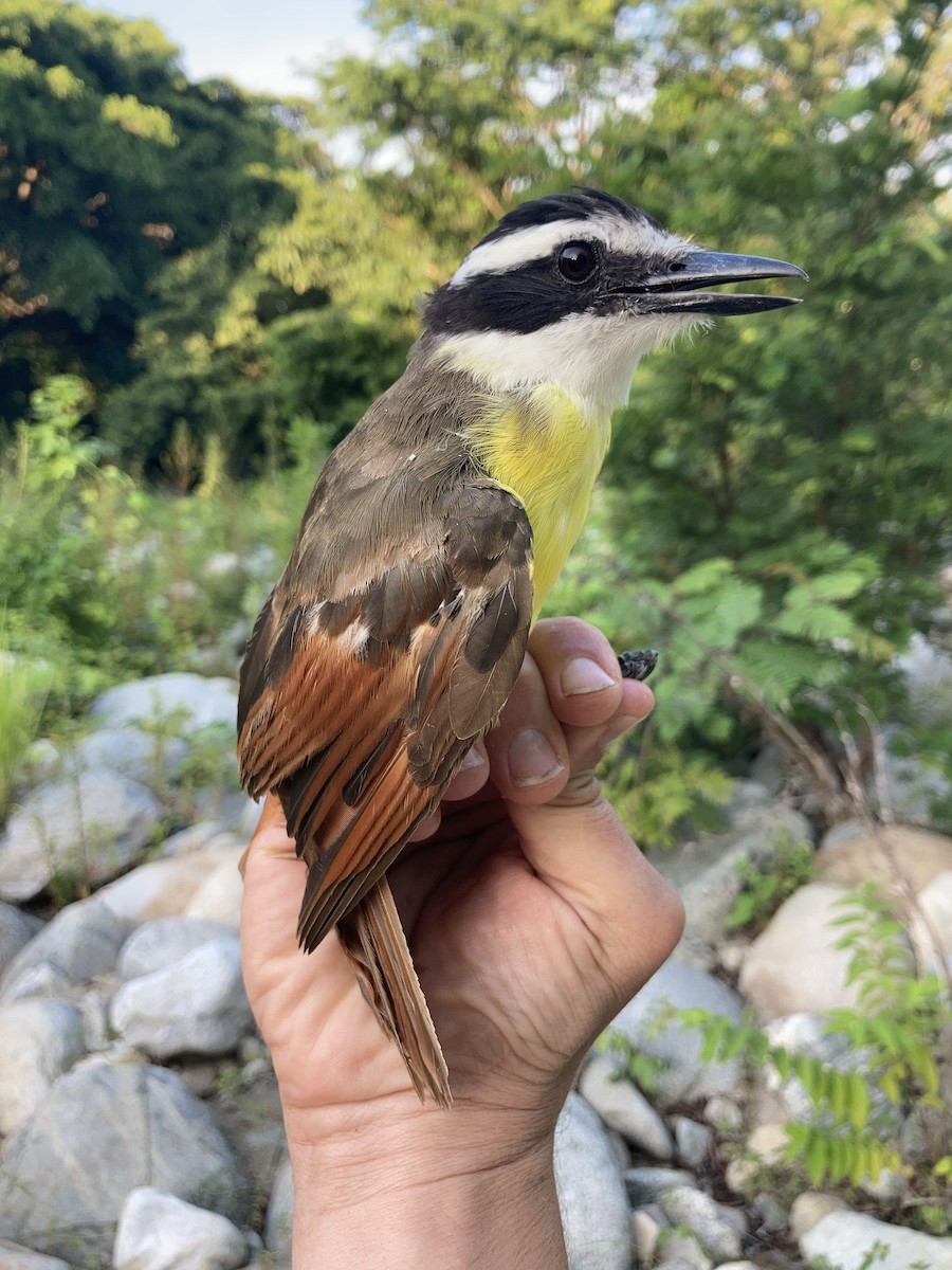 Great Kiskadee - ML611444256