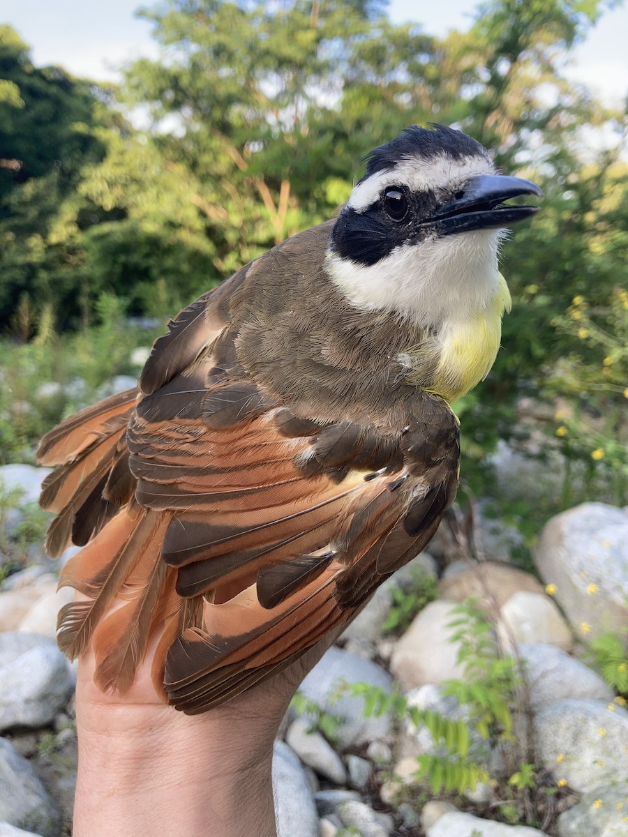 Great Kiskadee - ML611444257