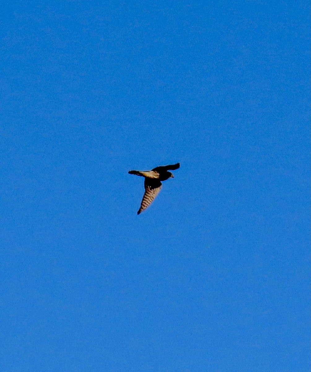 Merlin - ML611444320