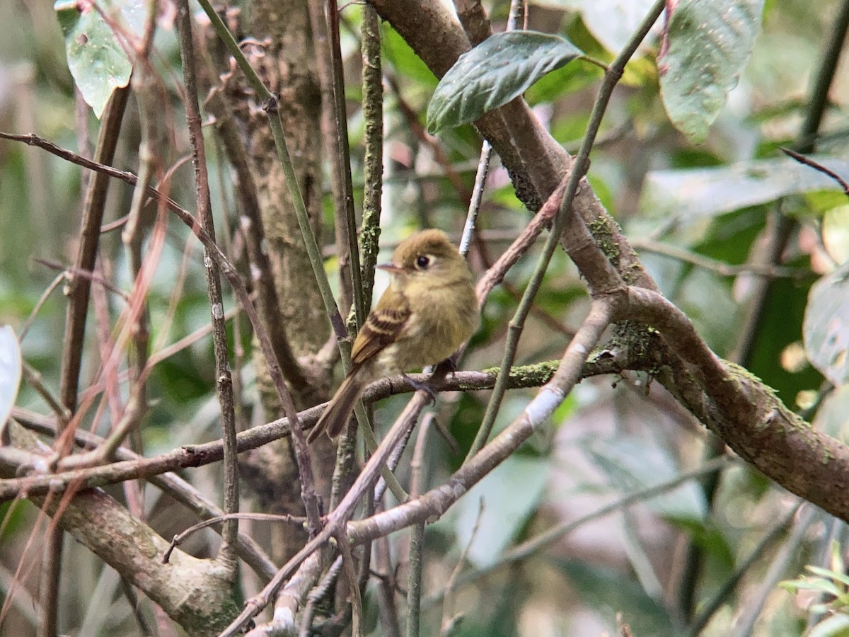 Yellowish Flycatcher - Matt Brady