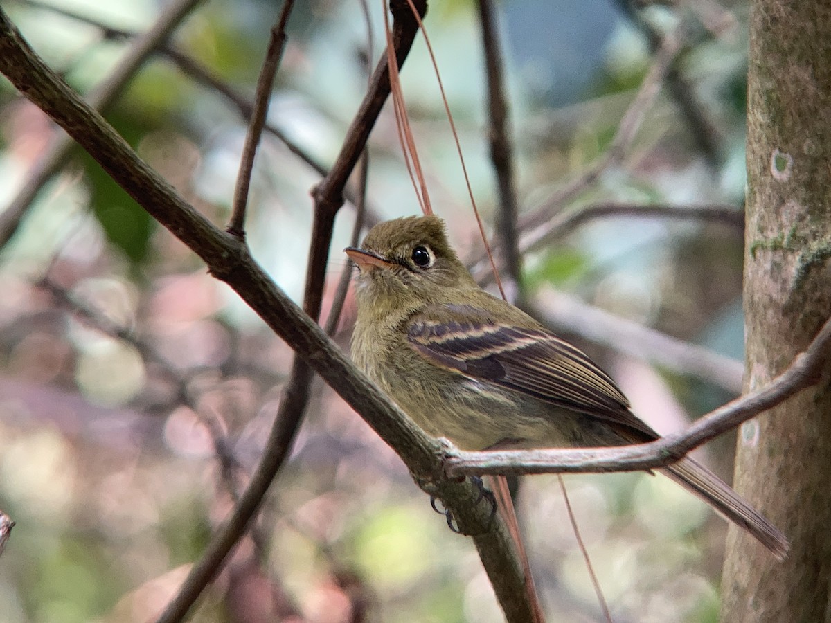 Yellowish Flycatcher - Matt Brady