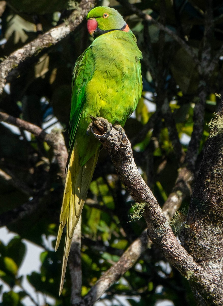 Morityus Yeşil Papağanı - ML611444437