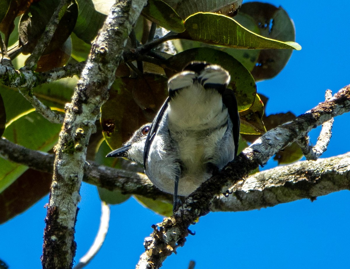 Mauritius Cuckooshrike - David Houle