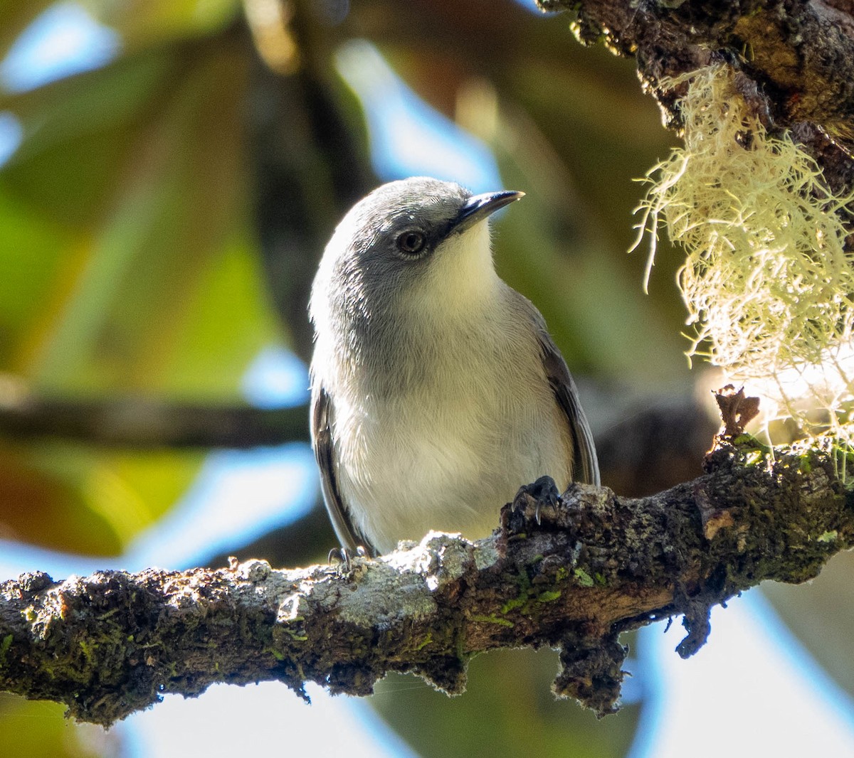 Mauritius Gray White-eye - ML611444463