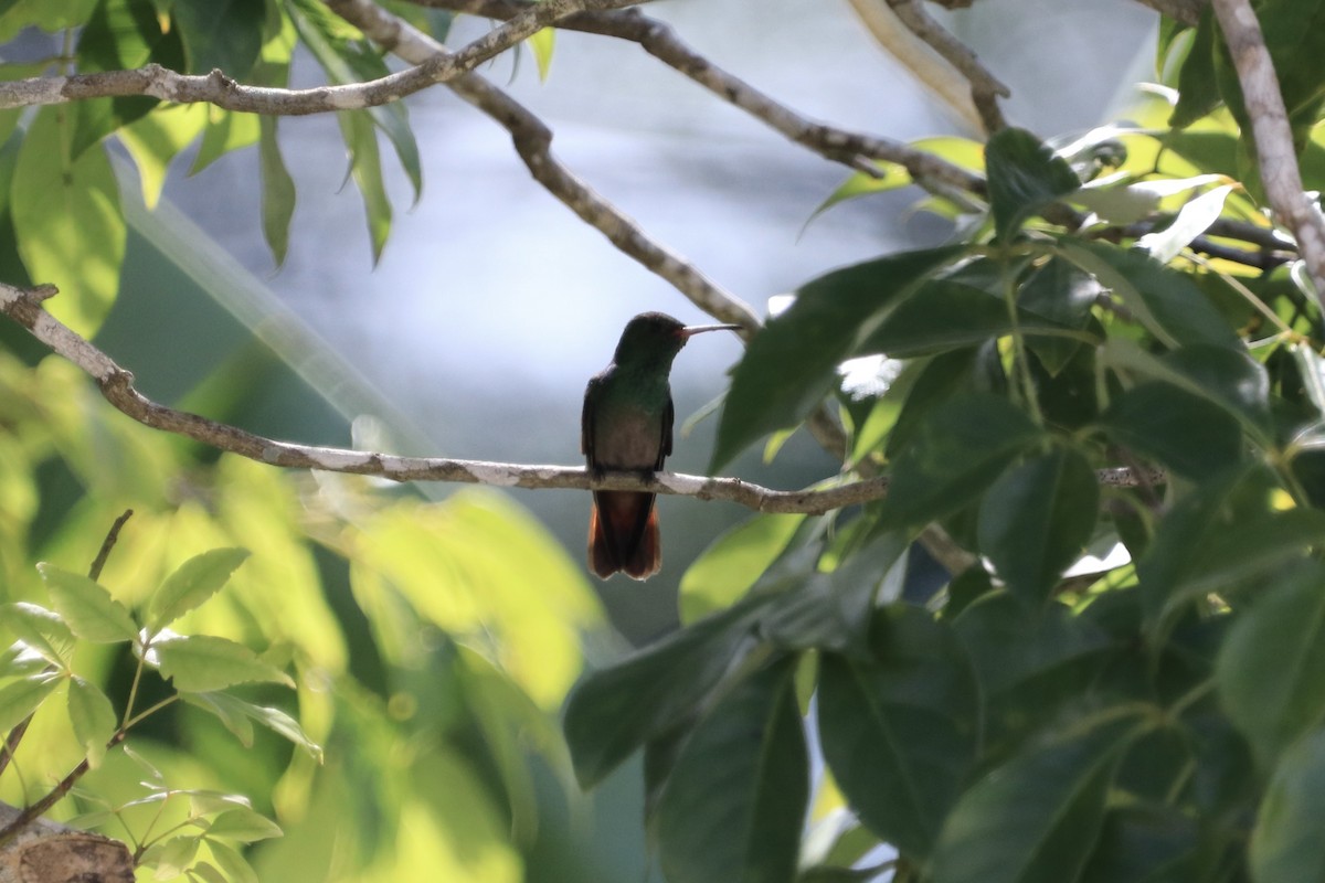 kolibřík yukatanský - ML611444472
