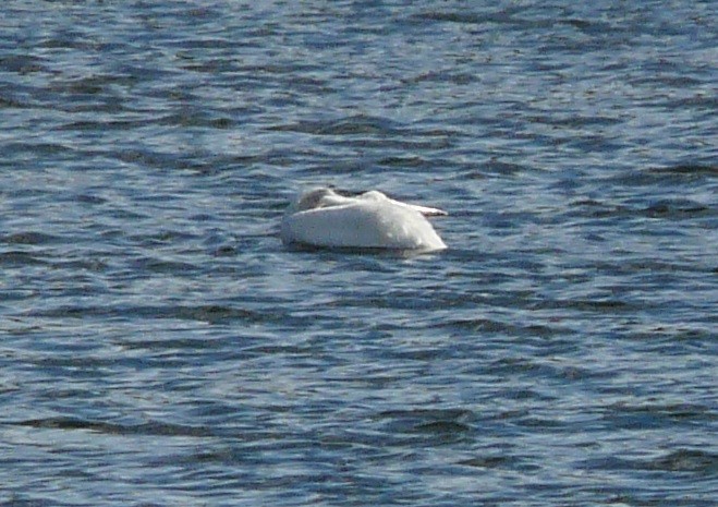 American White Pelican - ML611444493