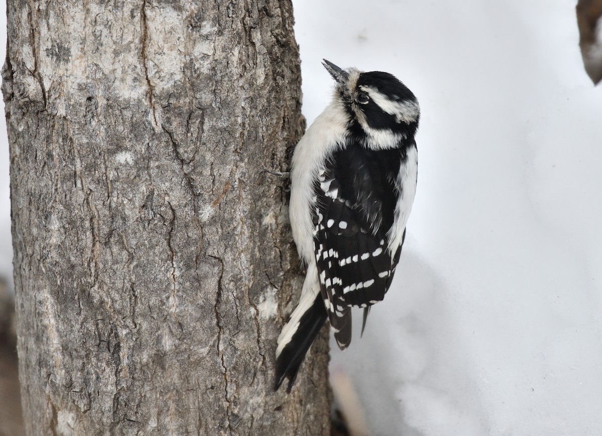 Downy Woodpecker - ML611444494