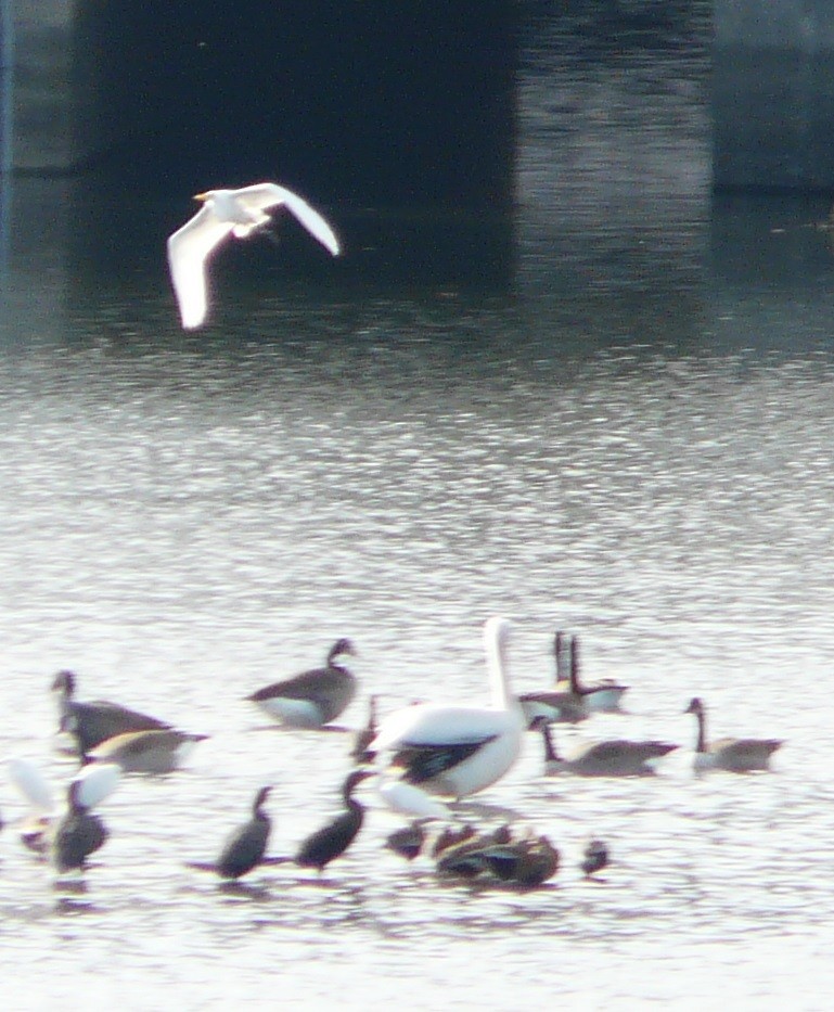 American White Pelican - ML611444495